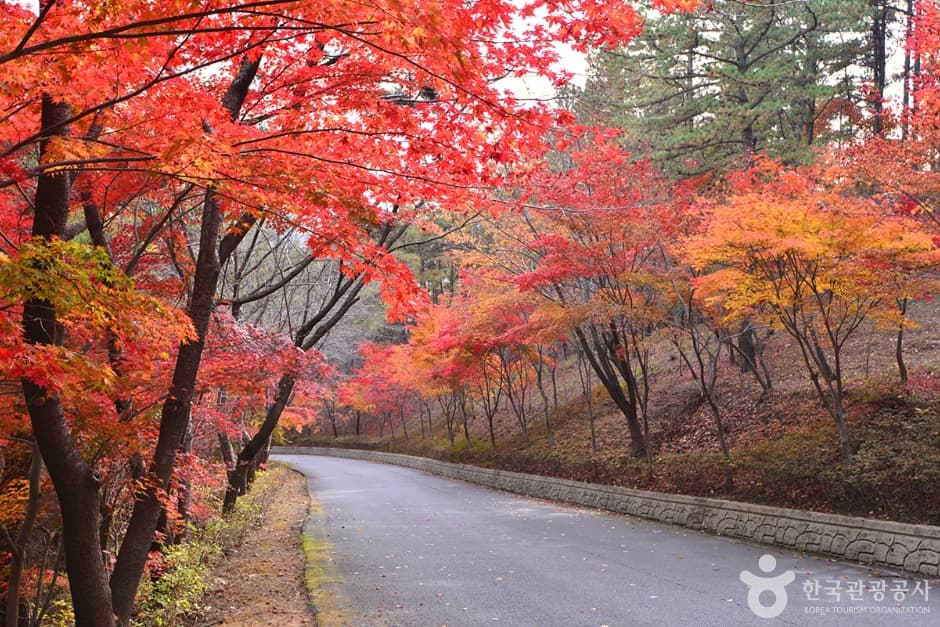 백아산자연휴양림